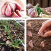 Garlic Set - Reliable Harvest - for Your Kitchen Garden