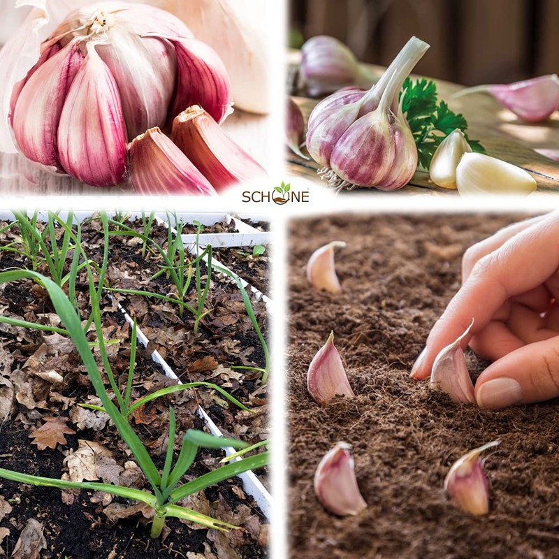 Garlic Set - Reliable Harvest - for Your Kitchen Garden