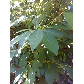 Naturally Cultivated (pesticides and chemical fertilizers free) Kuromoji Tea 1.1 oz (30 g) [Made in Japan 100% Azumino] Caffeinated Handmade Fragrant