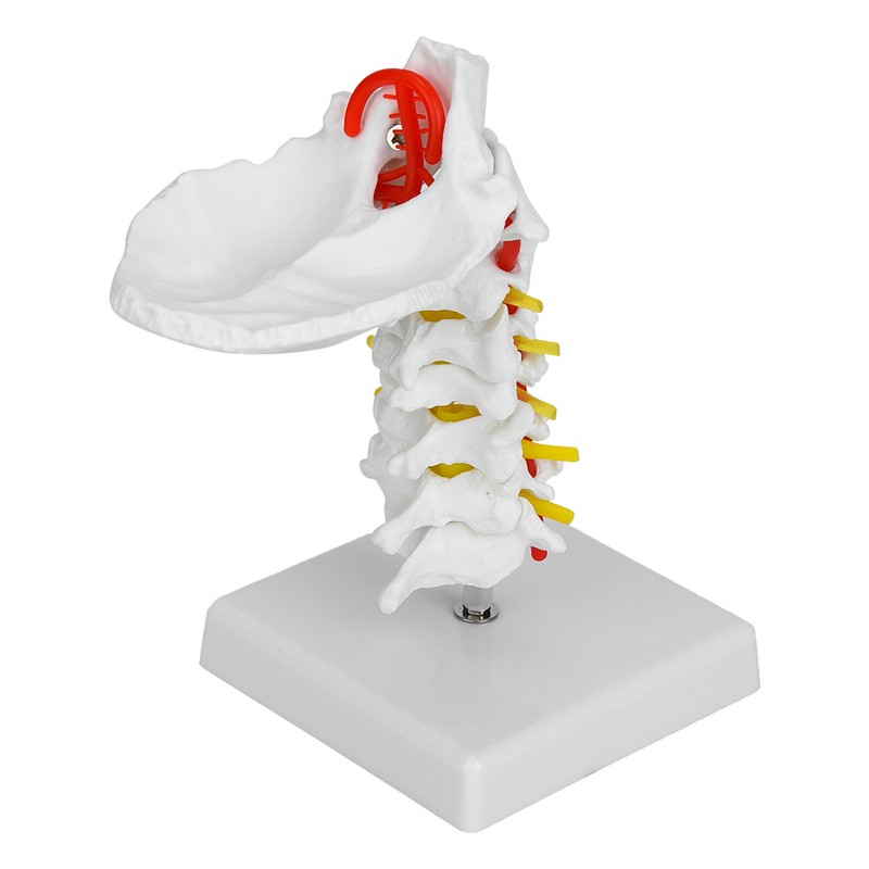 1:1 Human Cervical Vertebra Arteria Spine Spinal Nerves Anatomical Model