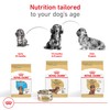 Royal Canin Breed Health Nutrition Dachshund Puppy Dry Dog Food,