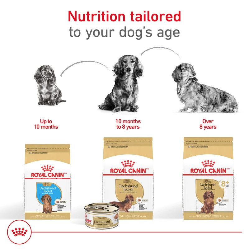 Royal Canin Breed Health Nutrition Dachshund Puppy Dry Dog Food,