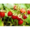 Sweet Wild Strawberry Seeds for Planting Fragaria Vesca Fraisier des