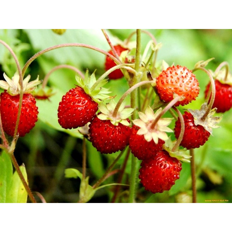 Sweet Wild Strawberry Seeds for Planting Fragaria Vesca Fraisier des