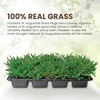 SodPods® St Augustine Floratam Grass Plugs for Lawn Repair, 3"