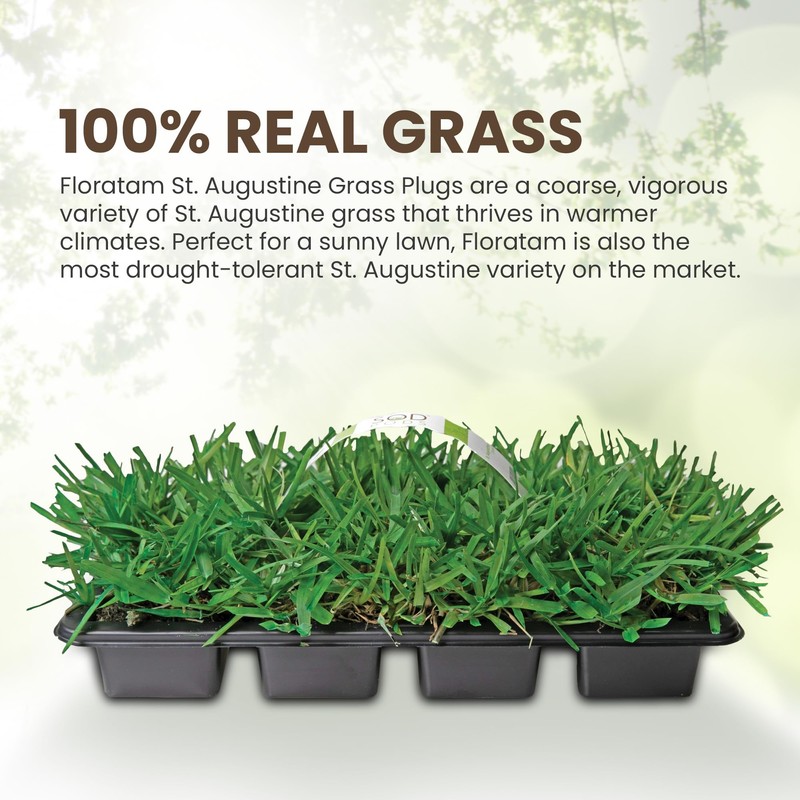 SodPods® St Augustine Floratam Grass Plugs for Lawn Repair, 3"