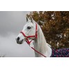 Start Economic Lined Halter for Horses Thoroughbred, Pony - Stable