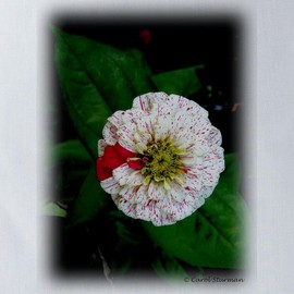 CafePress Speckled Zinnia 18"x18" Reusable Grocery Shopping Sling Tote Bag