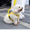 Dog Harness, Adjustable Mesh Vest, 8 Colors, Lightweight and Comfortable