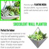 LaLaGreen Succulent Wall Planters - 2 Pack, 12 Inch Large
