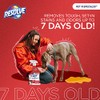 Resolve Pet Specialist Limpiador de Manchas y Olores 946 ml