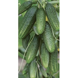 NIKA SEEDS - Seeds Vegetable Cucumber Envy of The Neighbors F1 Early for Pickling - 30 Seeds