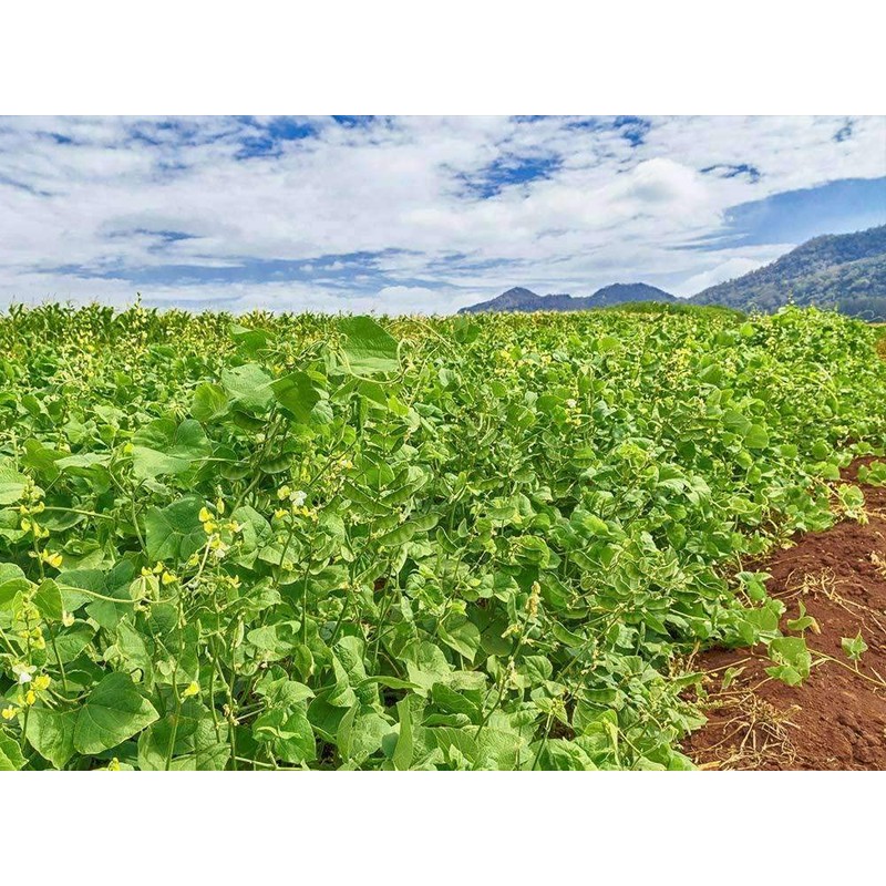 Lablab Food Plot Seed (5 Lbs.)