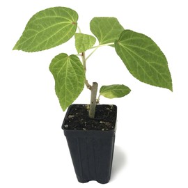 Kiko's Crump South Sea Salad Tree (BeLe Tree) Live Plant - Abelmoschus Manihot