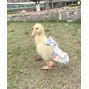 HEZHUO Pañales de pato, pañales de pollo, pañales especiales para