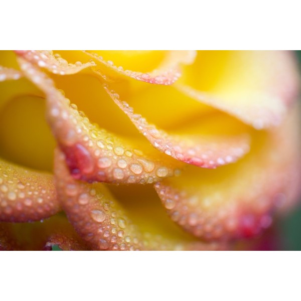 Posterazzi Dew Drops On A Rose Poster Print, (40 x
