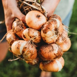Southeast Seeds Yellow Cipollini Onion, NON-GMO, Cipollini Giallo, Italian Onion, FREE SHIP - 1000 Seeds or 1/8 OZ