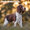 English Springer Spaniel 2025 Traditional Calendar