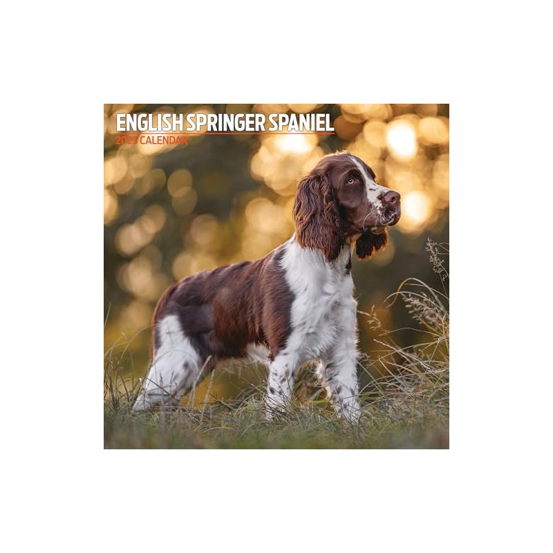 English Springer Spaniel 2025 Traditional Calendar
