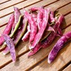 Tongue of Fire Bean Seeds - 20 Large Bean Seeds