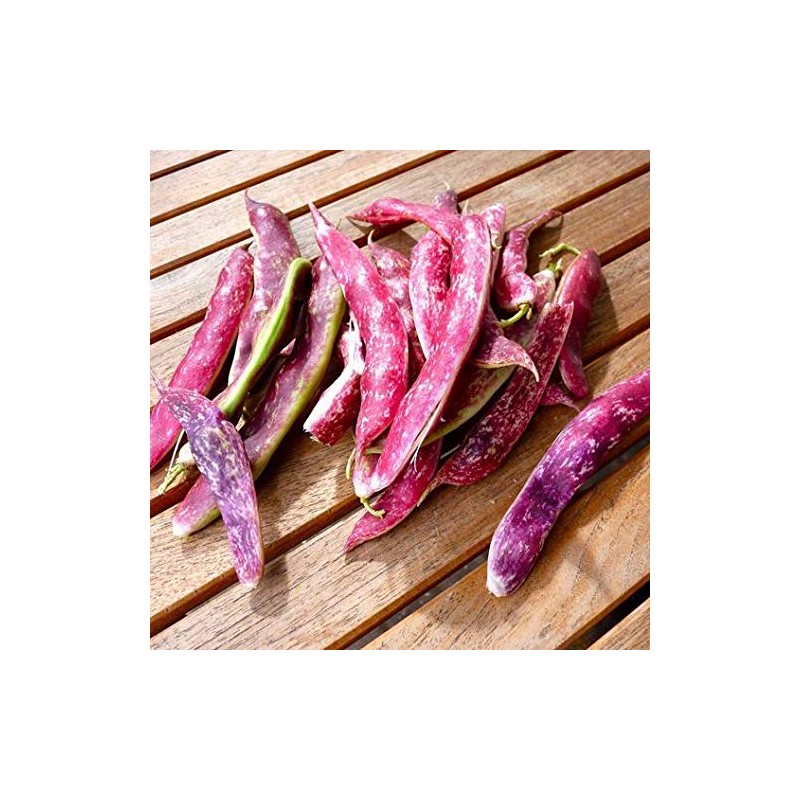 Tongue of Fire Bean Seeds - 20 Large Bean Seeds