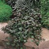 Ajuga Reptans Bronze Beauty | 3 Live Plants | Carpet