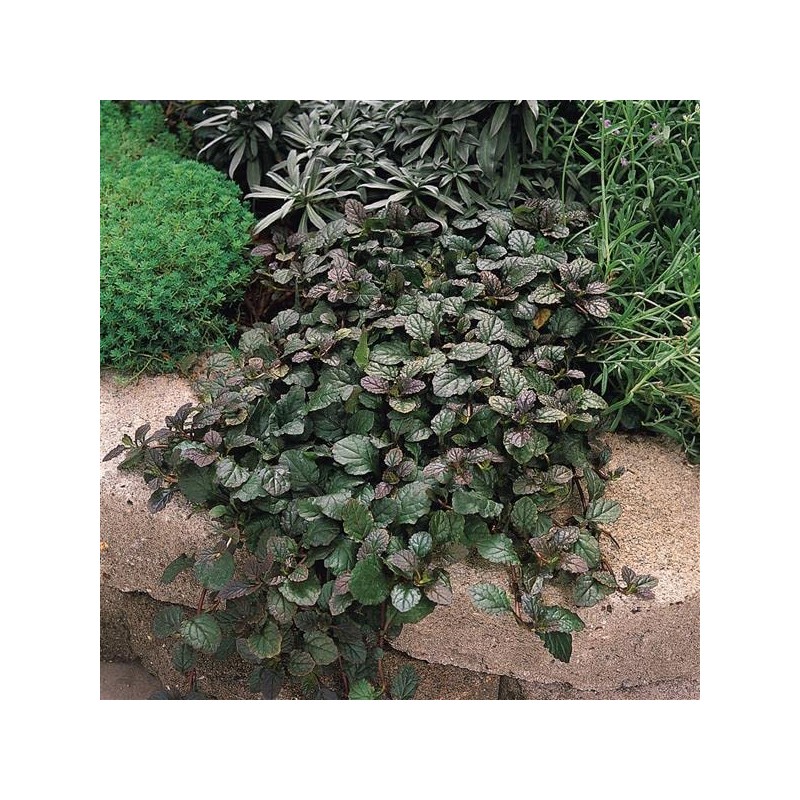 Ajuga Reptans Bronze Beauty | 3 Live Plants | Carpet