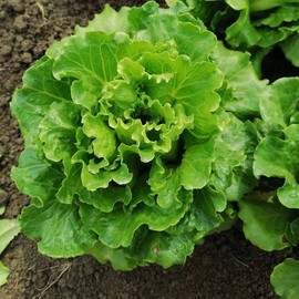 ATLAS Lettuce -Atlas Shinny