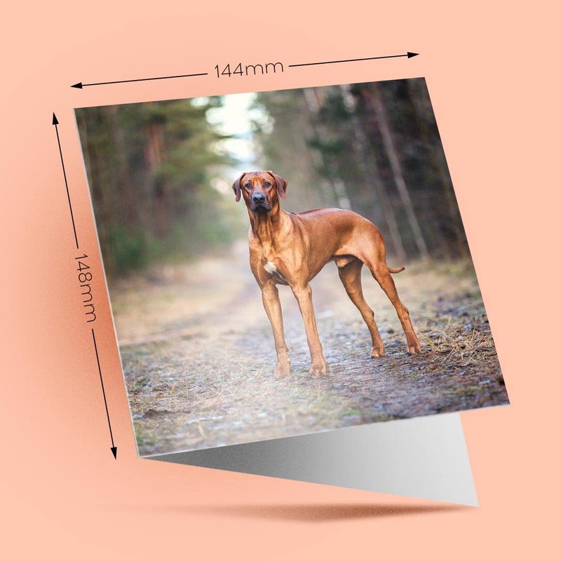 1 x Greeting Card Rhodesian Ridgeback Dog - Blank Birthday