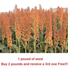 Link 1 pound Sorghum Seeds Rox Orange Syrup Cane Non-GMO Heirloom.