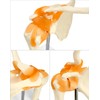 QWORK® Shoulder Joint Anatomical Model, Skeleton Model with Flexible Bands,