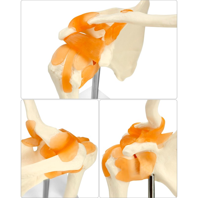 QWORK® Shoulder Joint Anatomical Model, Skeleton Model with Flexible Bands,