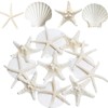 JQAQJU Starfish and Scallop Shells for Crafts 12PCS, Large Seashells