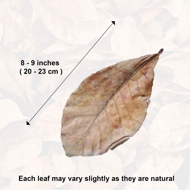 SunGrow Catappa Indian Almond Leaves, 7-8 Inches,10 Catappa Leaves for