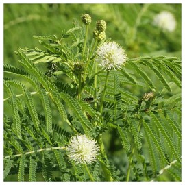 Everwilde Farms - 1 Lb Illinois Bundleflower Native Wildflower Seeds - Gold Vault