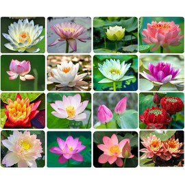 Ficoszo 30PCS Bowl Lotus Seeds Bonsai Lotus Seeds for Planting Water Lily Flower Aquatic Plants Seed Pond Plants Non GMO Home Garden Plant Seed Flowering Aquatic Bonsai Plant (Nelumbo)