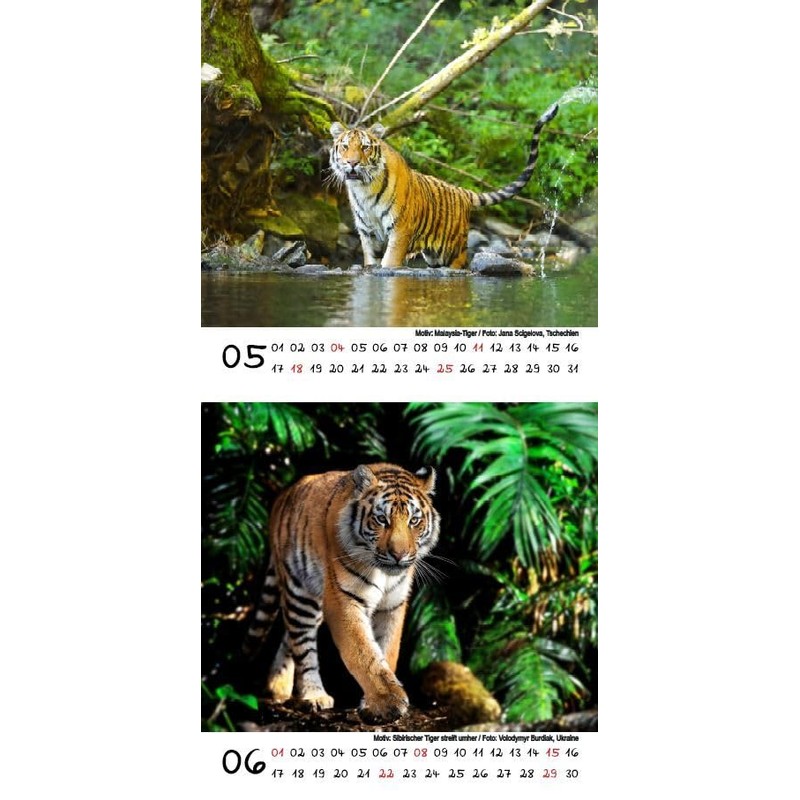 Tiger Magic Calendar for 2025 Format 10 cm x 10