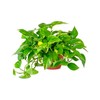 American Plant Exchange Golden Pothos – 6-Inch Pot – Live
