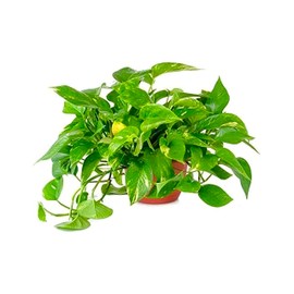 American Plant Exchange Golden Pothos – 6-Inch Pot – Live Easy Care Vining Houseplant, Air Purifying Indoor Plant for Home, Office, or Garden Decor