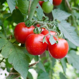 Southeast Seeds Large Red Cherry Tomato Seeds, Salad, Heirloom, Non-GMO, FREE SHIPPING - 60 Seeds