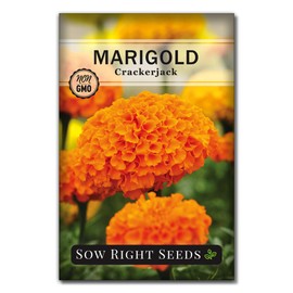 Sow Right Seeds - Crackerjack Marigold Seeds for Planting Outdoors - High Yield African Marigold Flowers - Cempasuchil Marigolds - Ideal for Gardens, Borders, Flowerbeds - Non-GMO Heirloom (1)