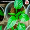 1000 Semillas De Chile Chiltepín Con Buena Germinación