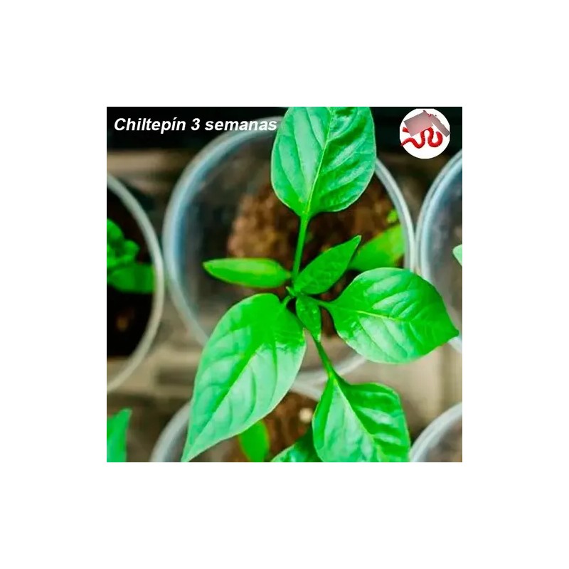 1000 Semillas De Chile Chiltepín Con Buena Germinación