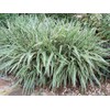 Flax Lily | Variegated Dianella Tasmanica Variegata | 20 Live