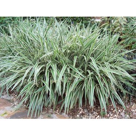 Flax Lily | Variegated Dianella Tasmanica Variegata | 20 Live Plants | Evergreen Shade Loving Grass