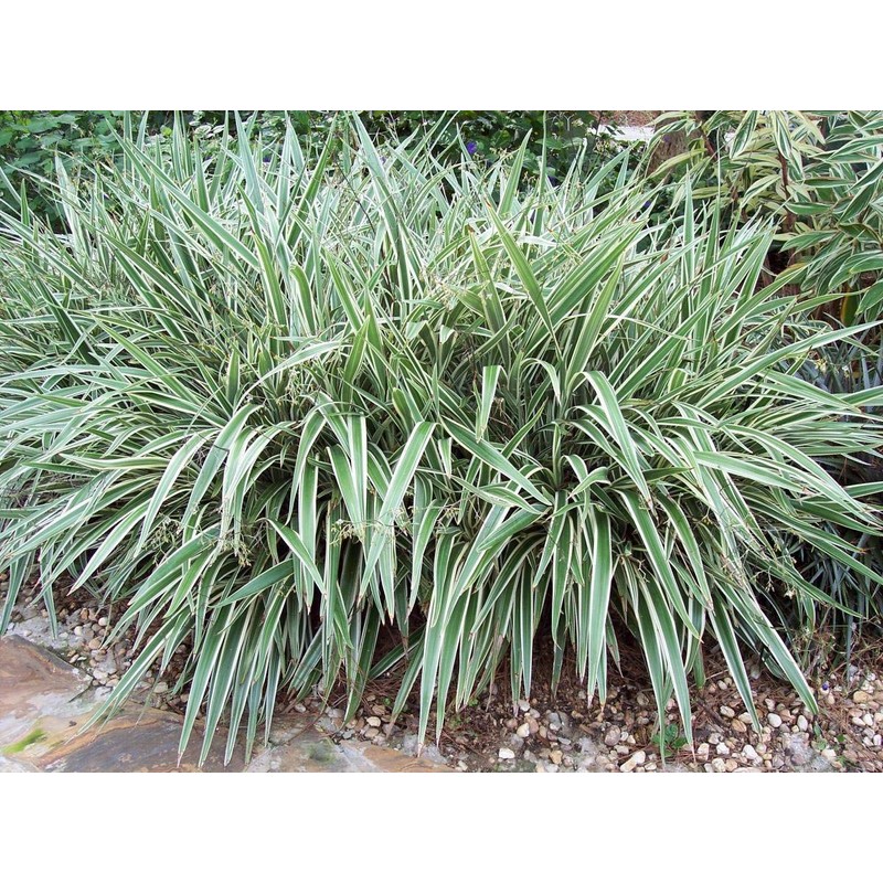 Flax Lily | Variegated Dianella Tasmanica Variegata | 20 Live