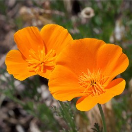 Earthcare Seeds California Poppy Seeds 700 Seeds (Eschscholzia californica) Heirloom - Open Pollinated - Native Wildflower Seeds for Planting - Attracts Pollinators - Drought Tolerant