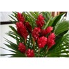 Red Hawaiian Ginger Alpinia Purpurata Roots and Plants Discount Hawaiian