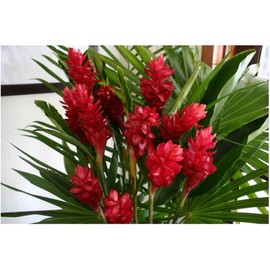 Red Hawaiian Ginger Alpinia Purpurata Roots and Plants Discount Hawaiian Gifts (1 Pack (2 Roots))