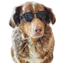 G006 - Disfraz de perro y mascota retro de los años 80 ajustables para raza mediana de 20 a 40 libras para sesión de fotos (Panto negro)